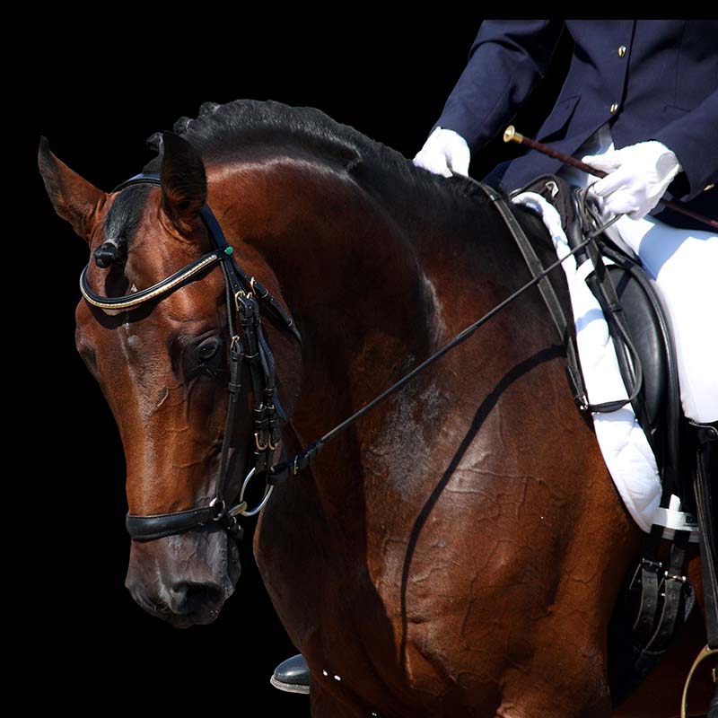Tallinn International Horse Show
