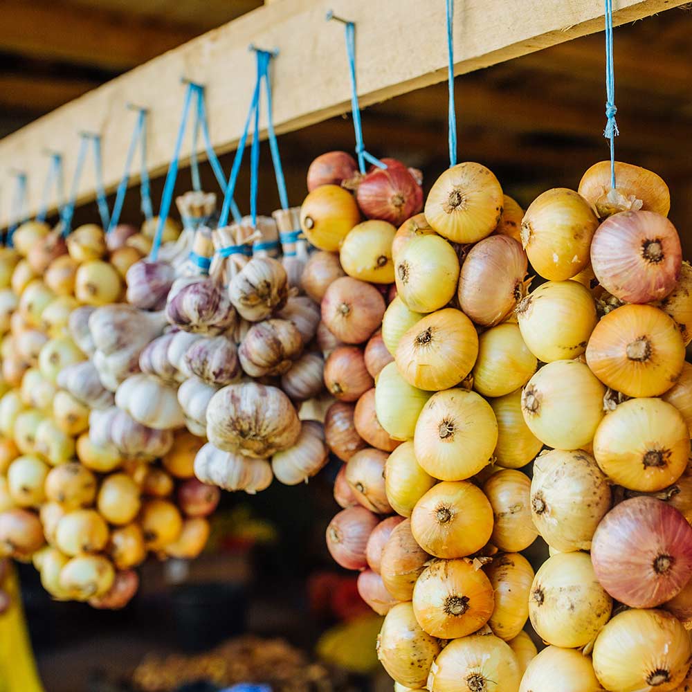 Useita nippuja keltaisia, valkoisia ja punertavia sipuleita riippuu kuivumassa.