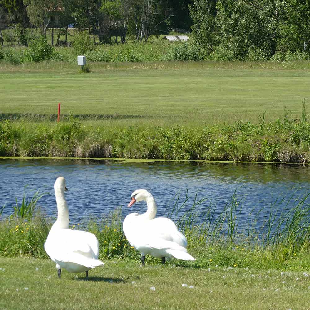 Golf X Rae – golfaamaan Viroon