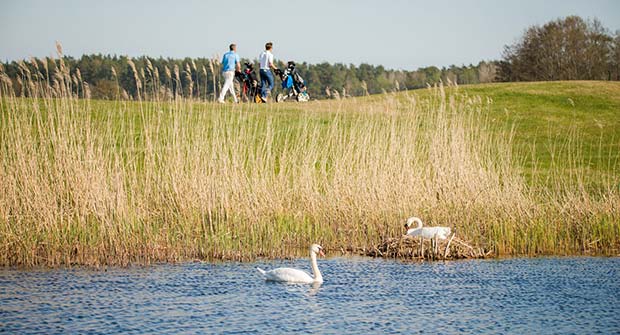 White Beach Golf, golfaamaan Viroon